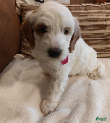 Mini Goldendoodle dogs Lyle - Ad 1