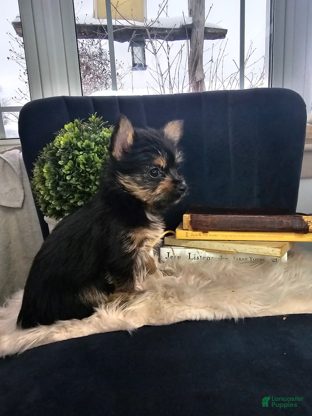 Mixed Breed dogs for sale: Lolly - Ad 8