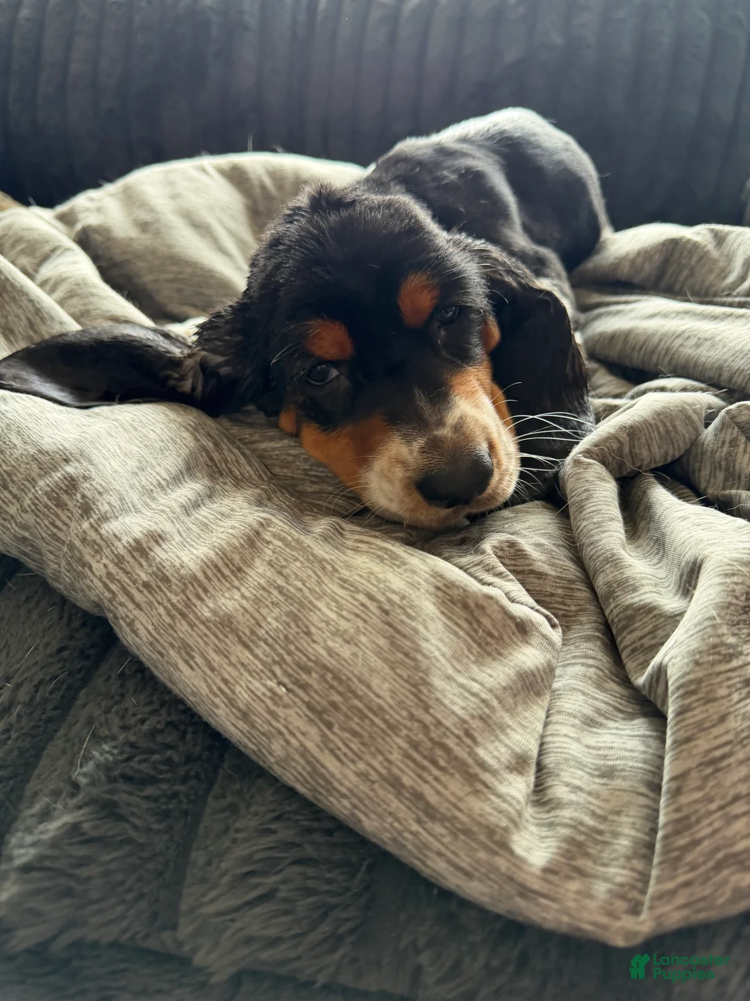 Basset Hound dogs for sale: Shania - Ad 2