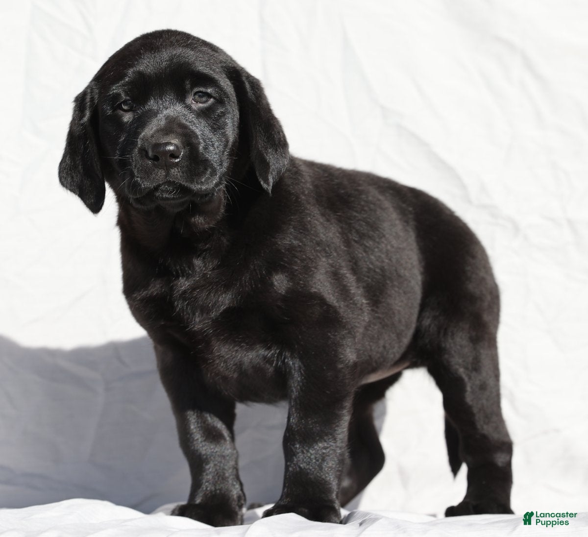 Labrador Retriever dogs Twinkle - Ad 5