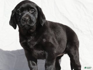 Labrador Retriever dogs Twinkle - Ad 5