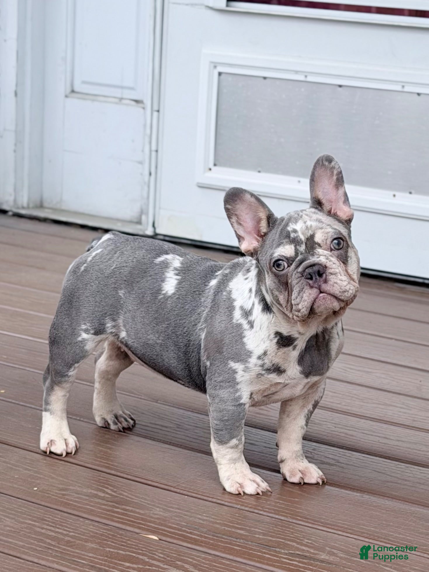 French Bulldog dogs Mellow - Ad 1