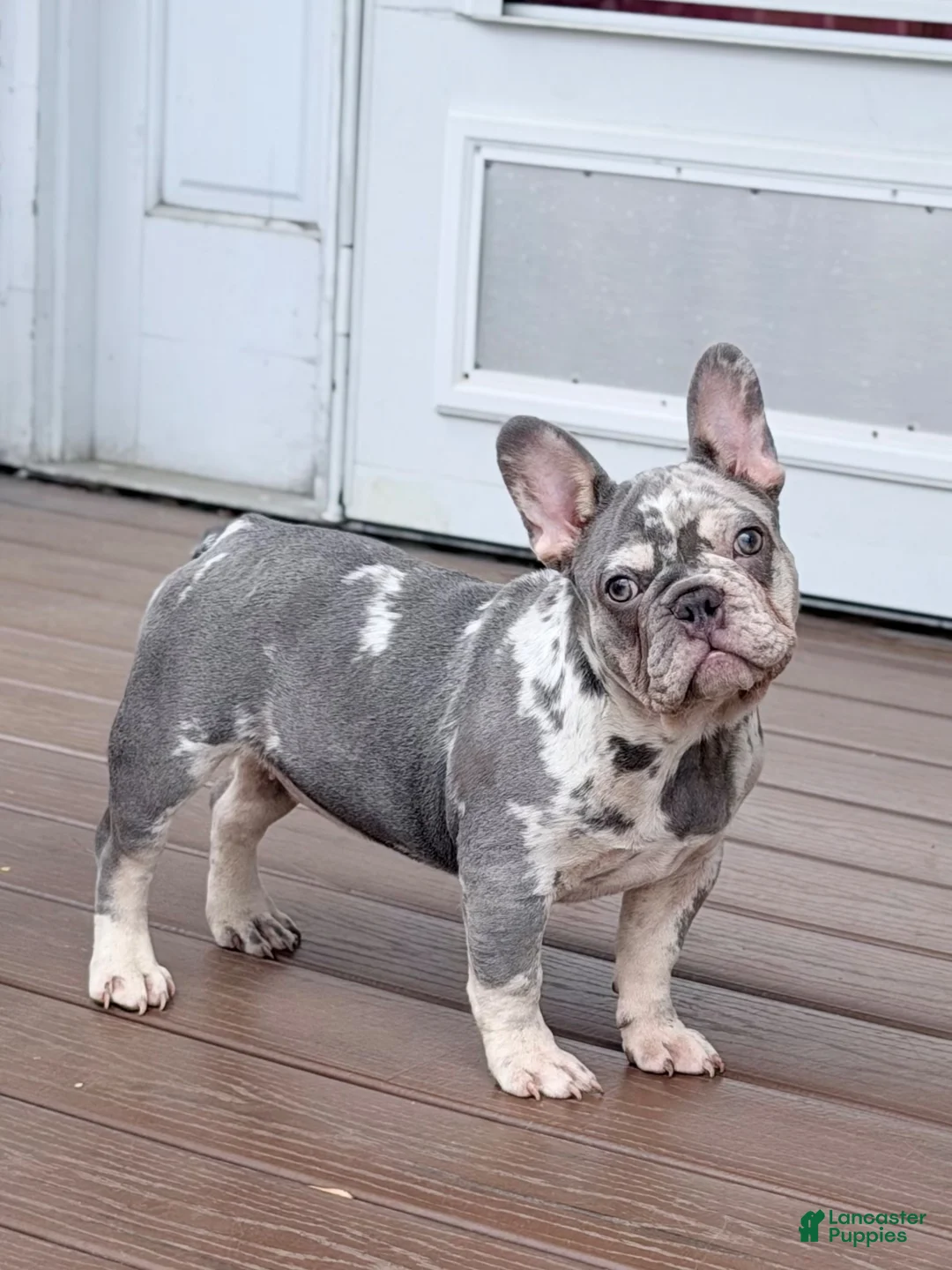 French Bulldog dogs for sale: Mellow - Ad 1