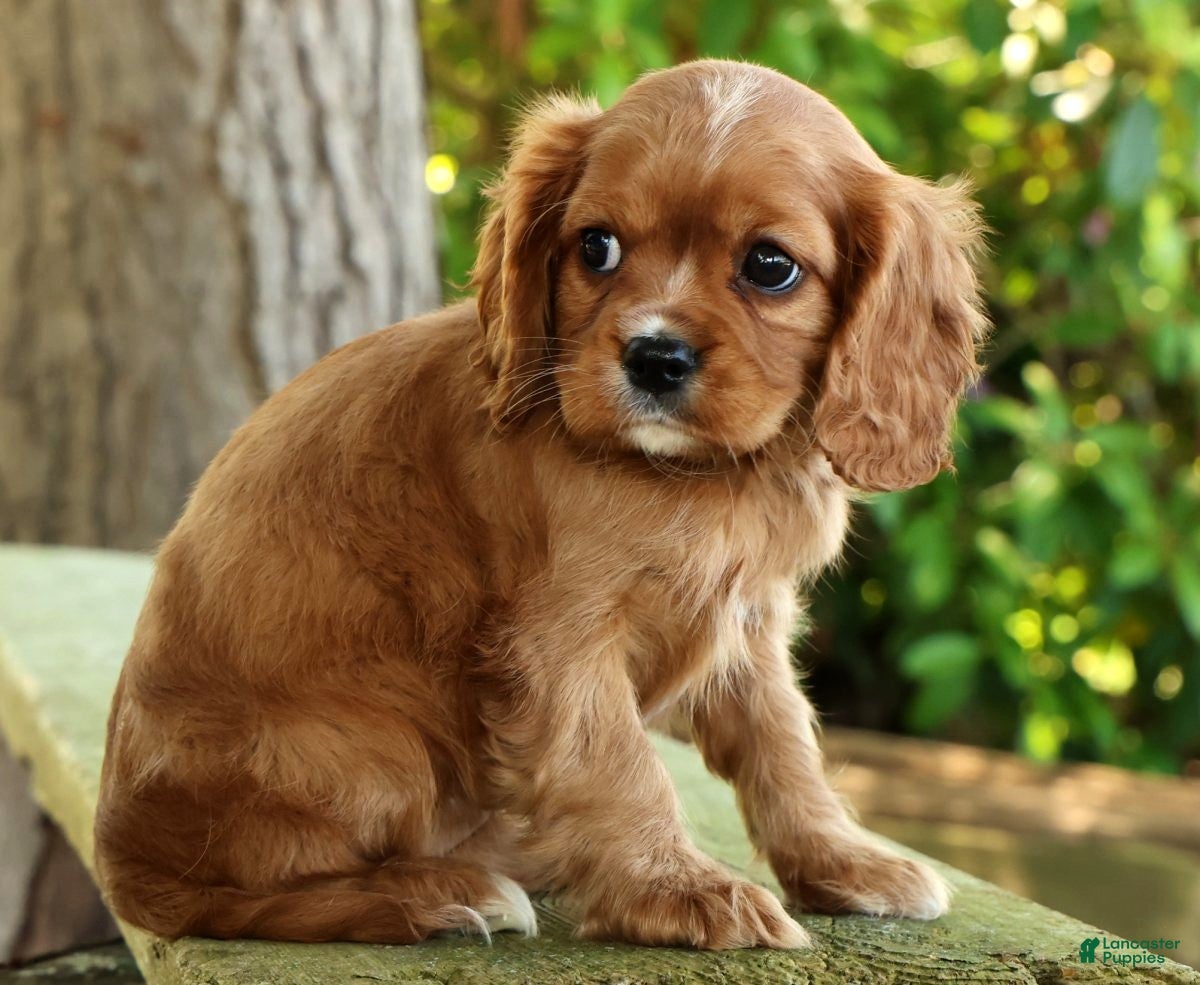 Cavalier King Charles Spaniel dogs for sale: Callie - Ad 5