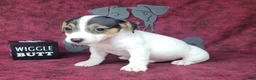 Jack Russell Terrier dogs for sale: RICOCHET Delivery available  - Ad 5