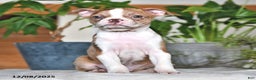 Boston Terrier dogs for sale: Rachelle  - Ad 7