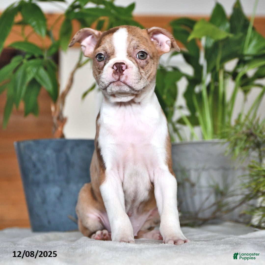 Boston Terrier dogs for sale: Rachelle  - Ad 7