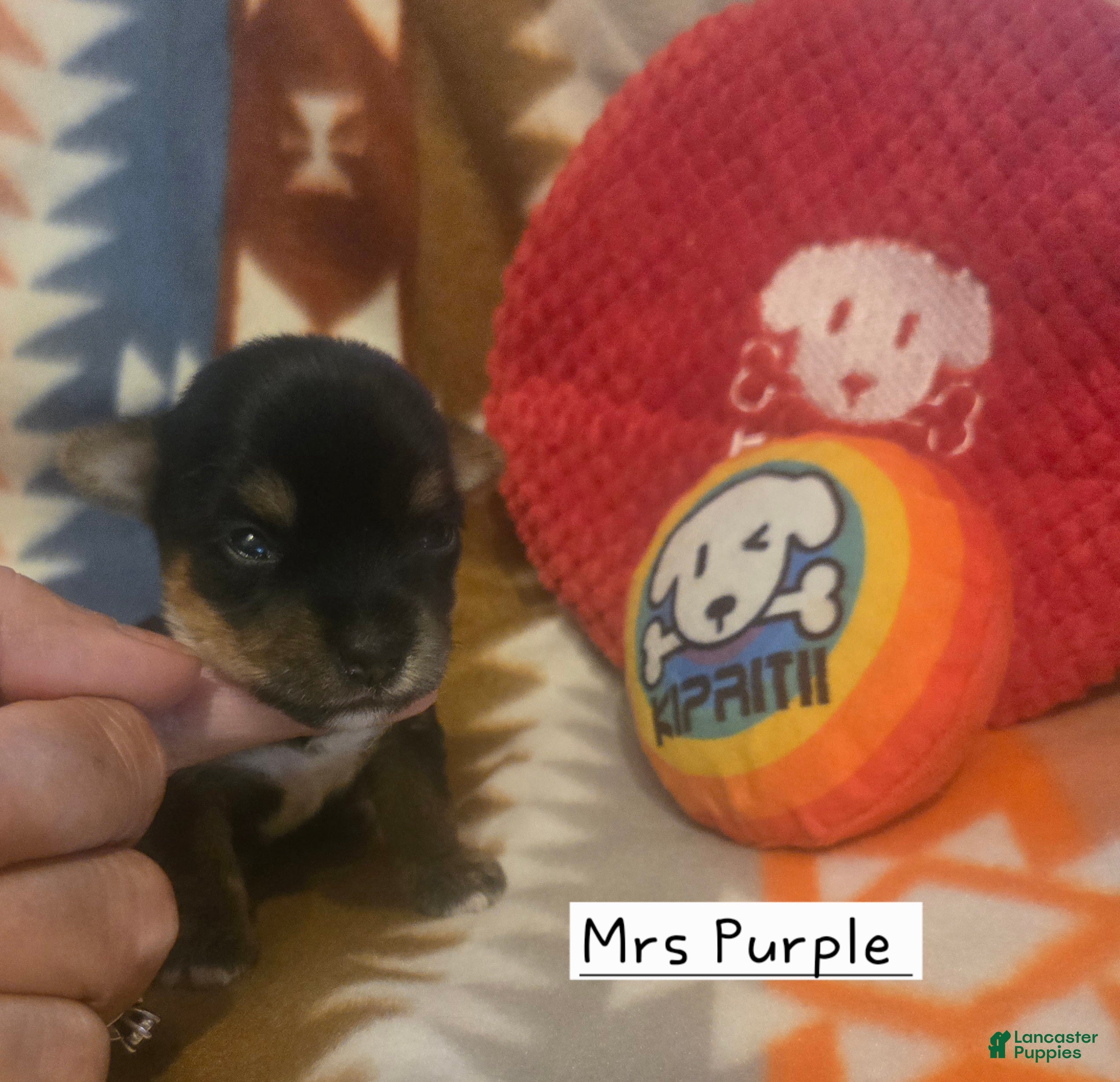 Yorkshire Terrier dogs Mrs Purple - Ad 2