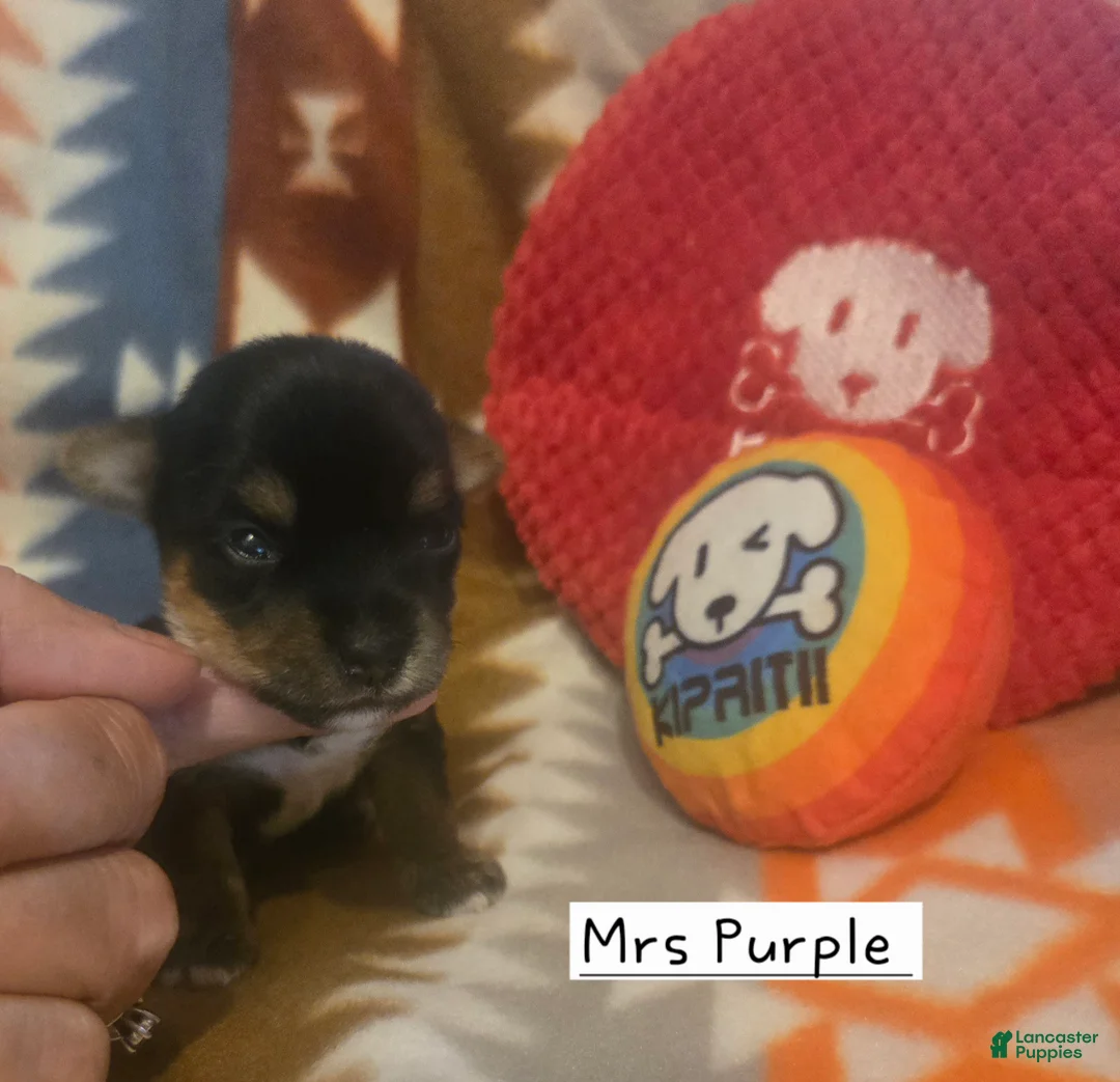 Yorkshire Terrier dogs for sale: Mrs Purple - Ad 2