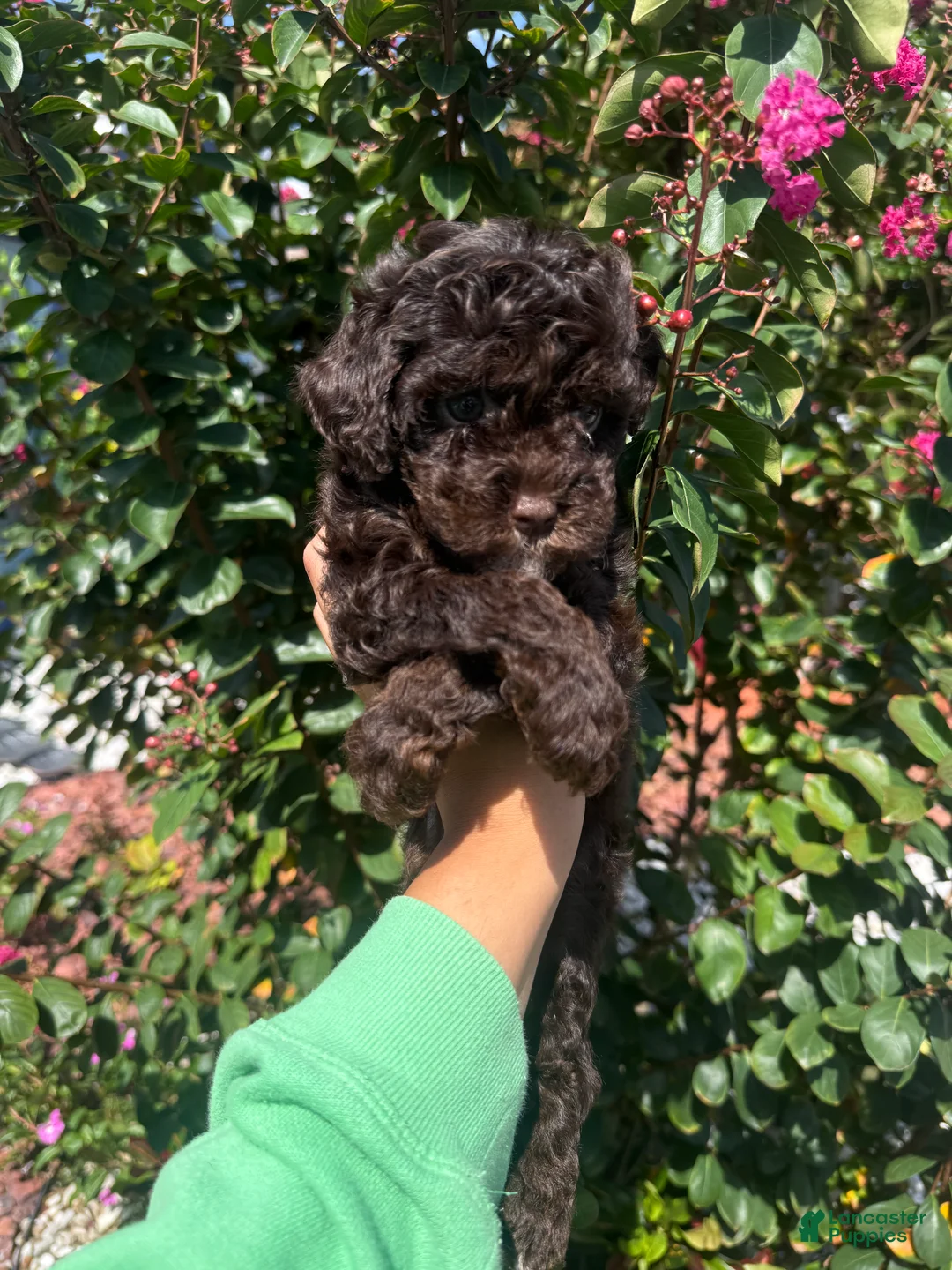 Cavapoo dogs for sale: Choco - Ad 1