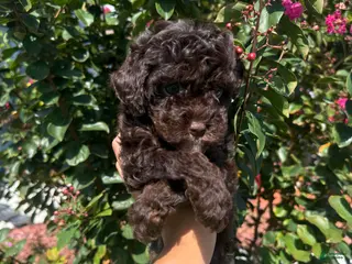 Cavapoo dogs Choco - Ad 6