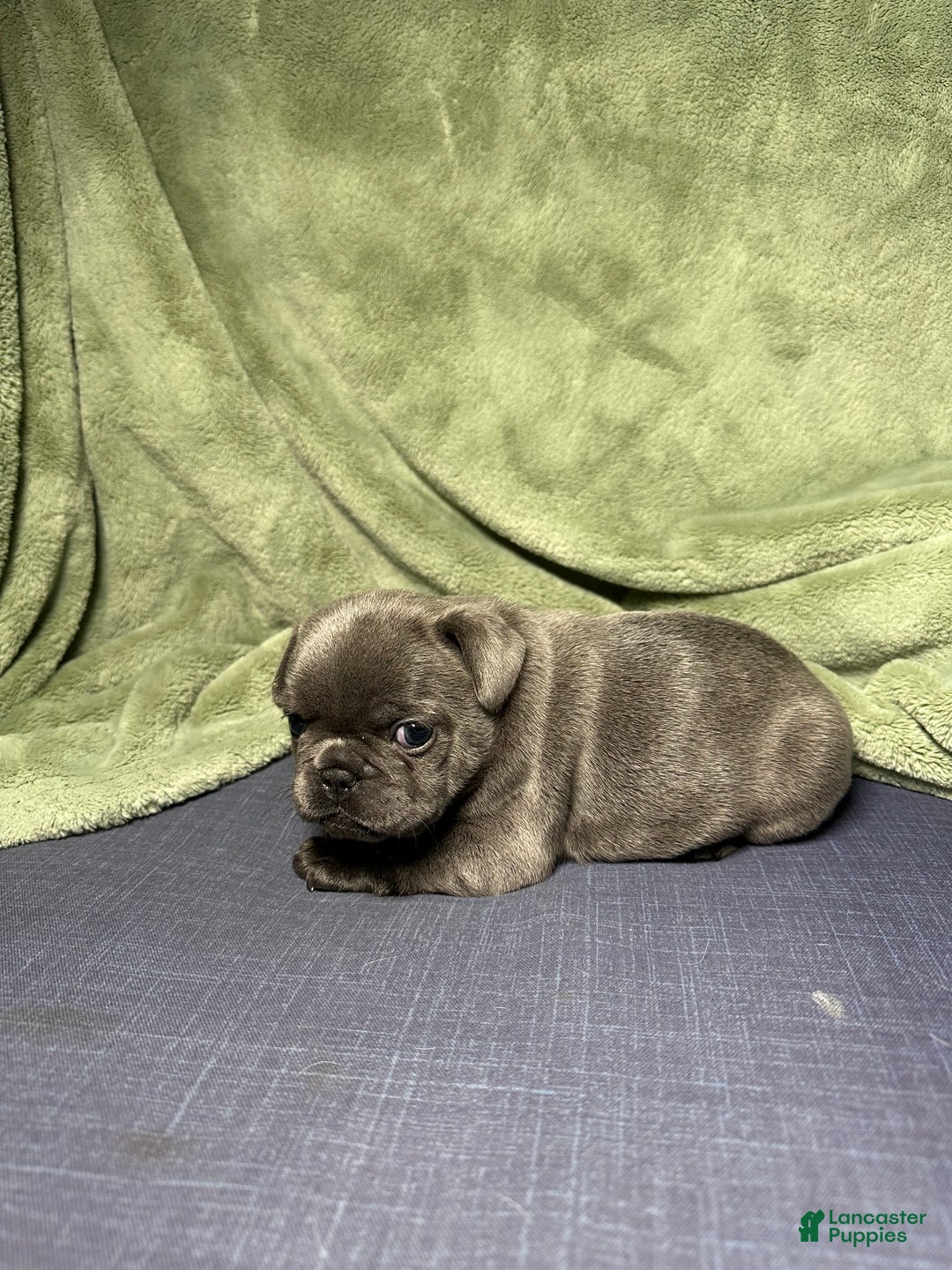 French Bulldog dogs for sale: Georgiana - Ad 2