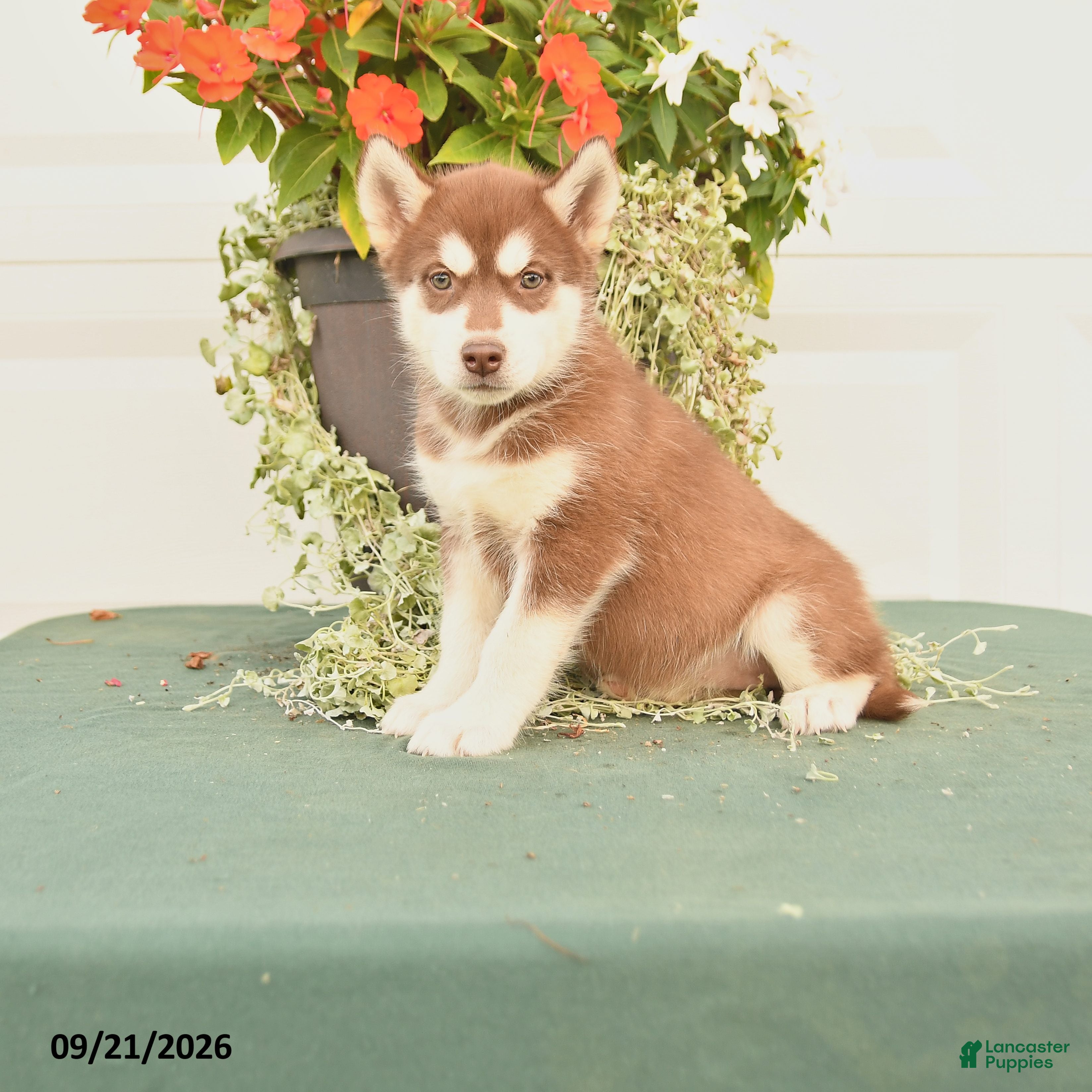 Alaskan Malamute dogs Crystal - Ad 1
