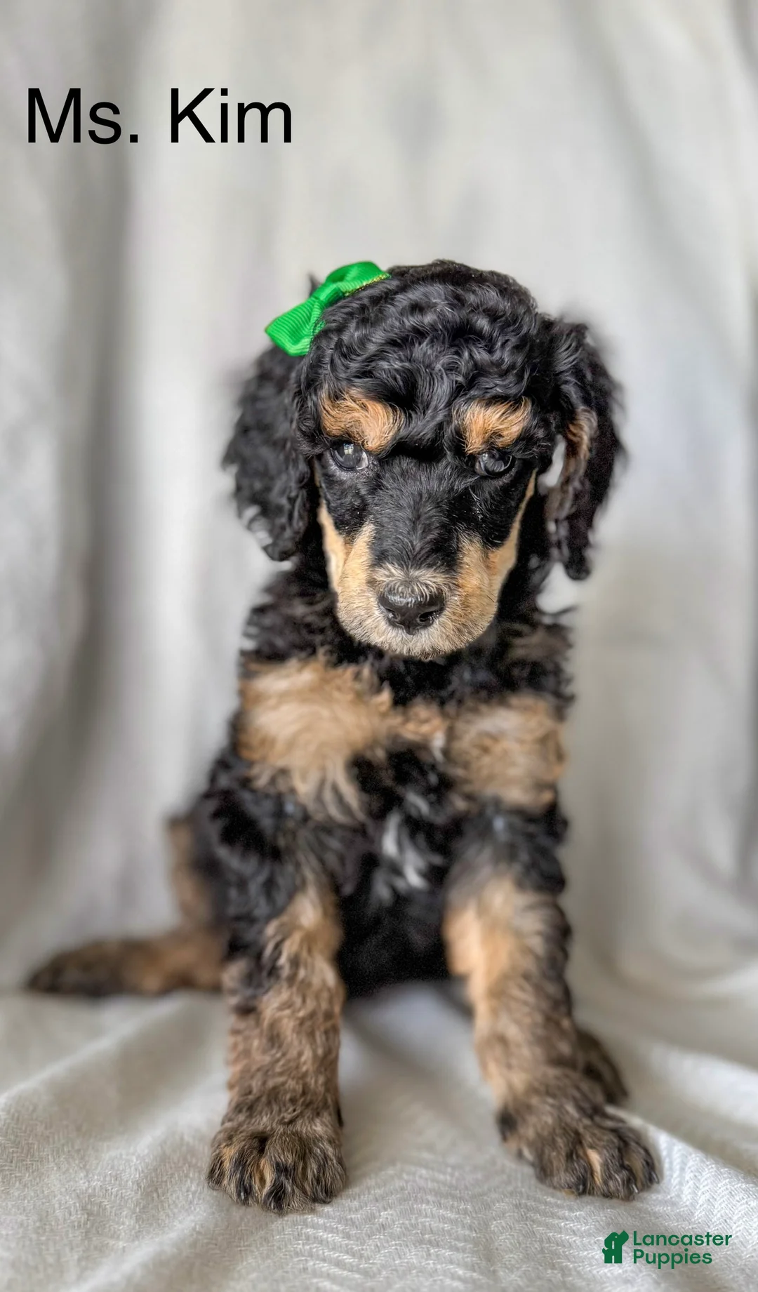 Standard Poodle dogs for sale: Standard Poodle Puppy 5 "Ms. Kim" - Ad 2