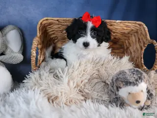 Havapoo dogs FRITZ - Ad 33