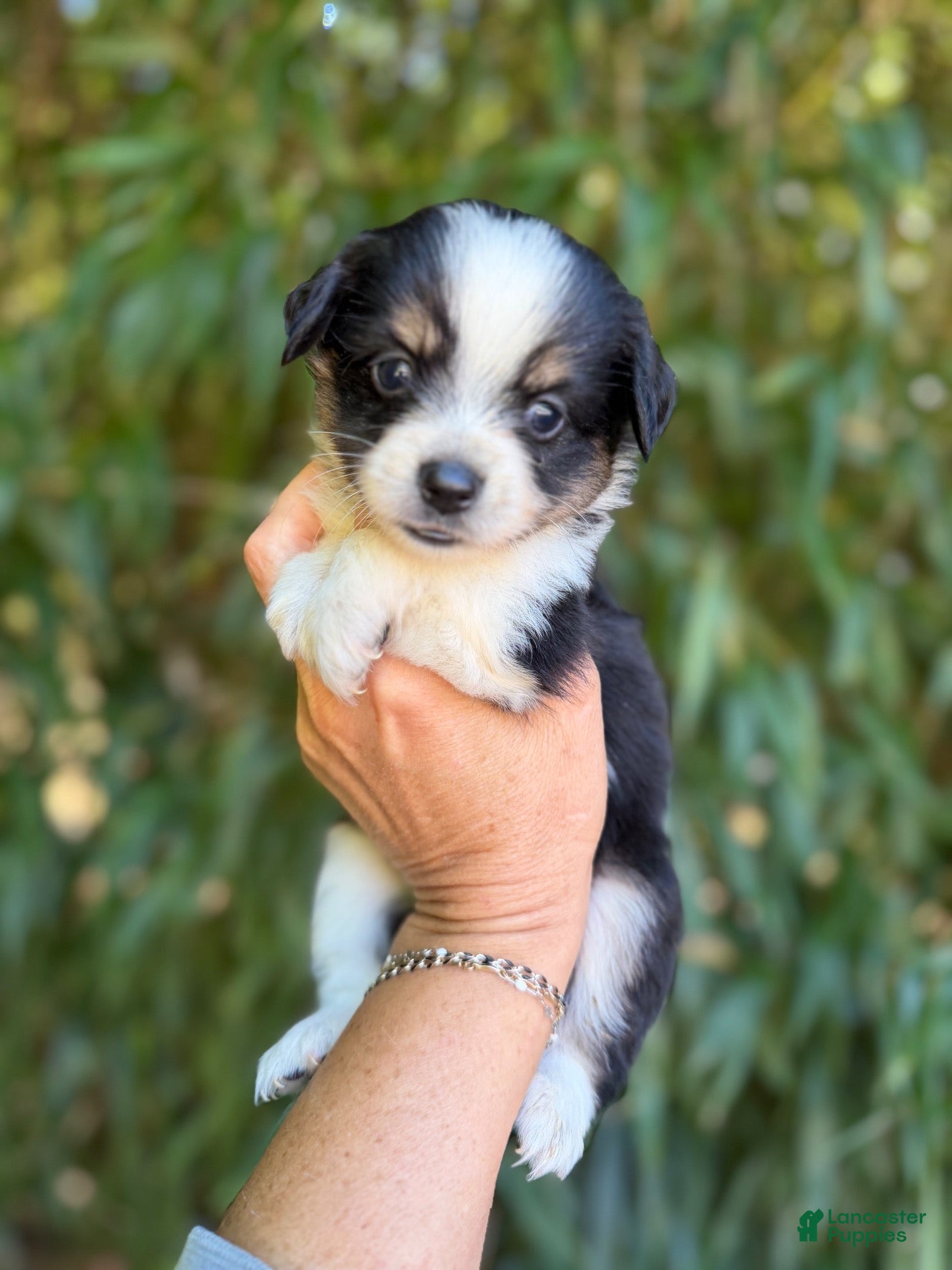 Miniature Australian Shepherd dogs Miniature Australian Shepherd 5 - Ad 29