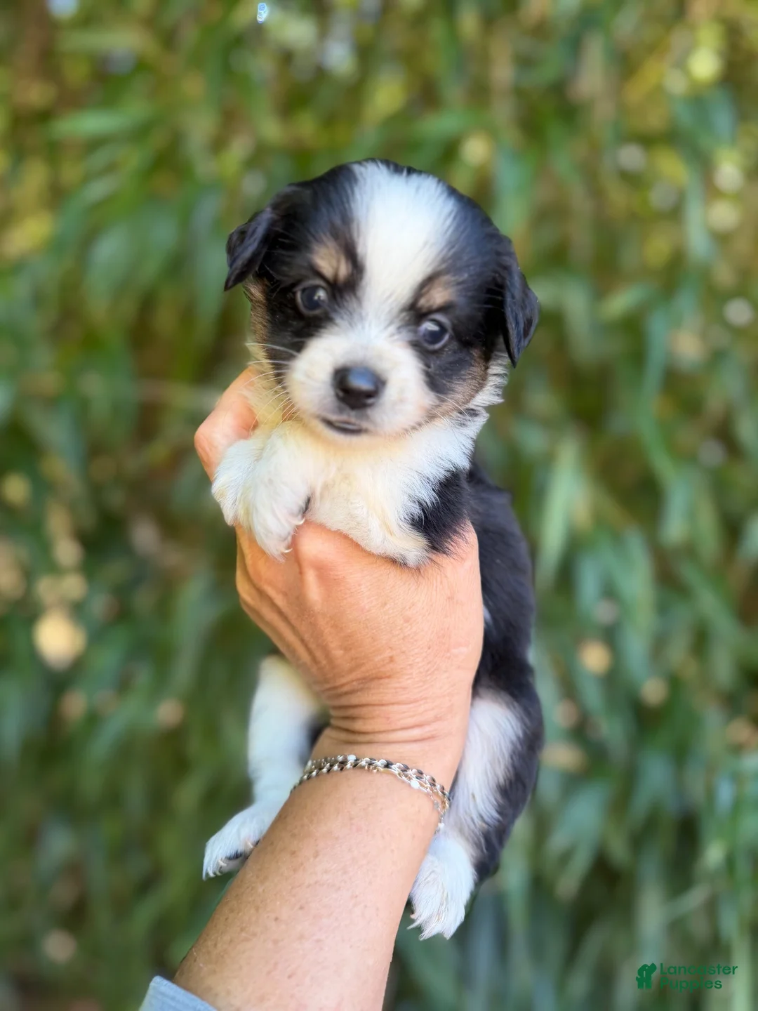 Miniature Australian Shepherd dogs for sale: Miniature Australian Shepherd 5 - Ad 1