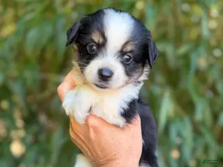 Miniature Australian Shepherd dogs Miniature Australian Shepherd 5 - Ad 14
