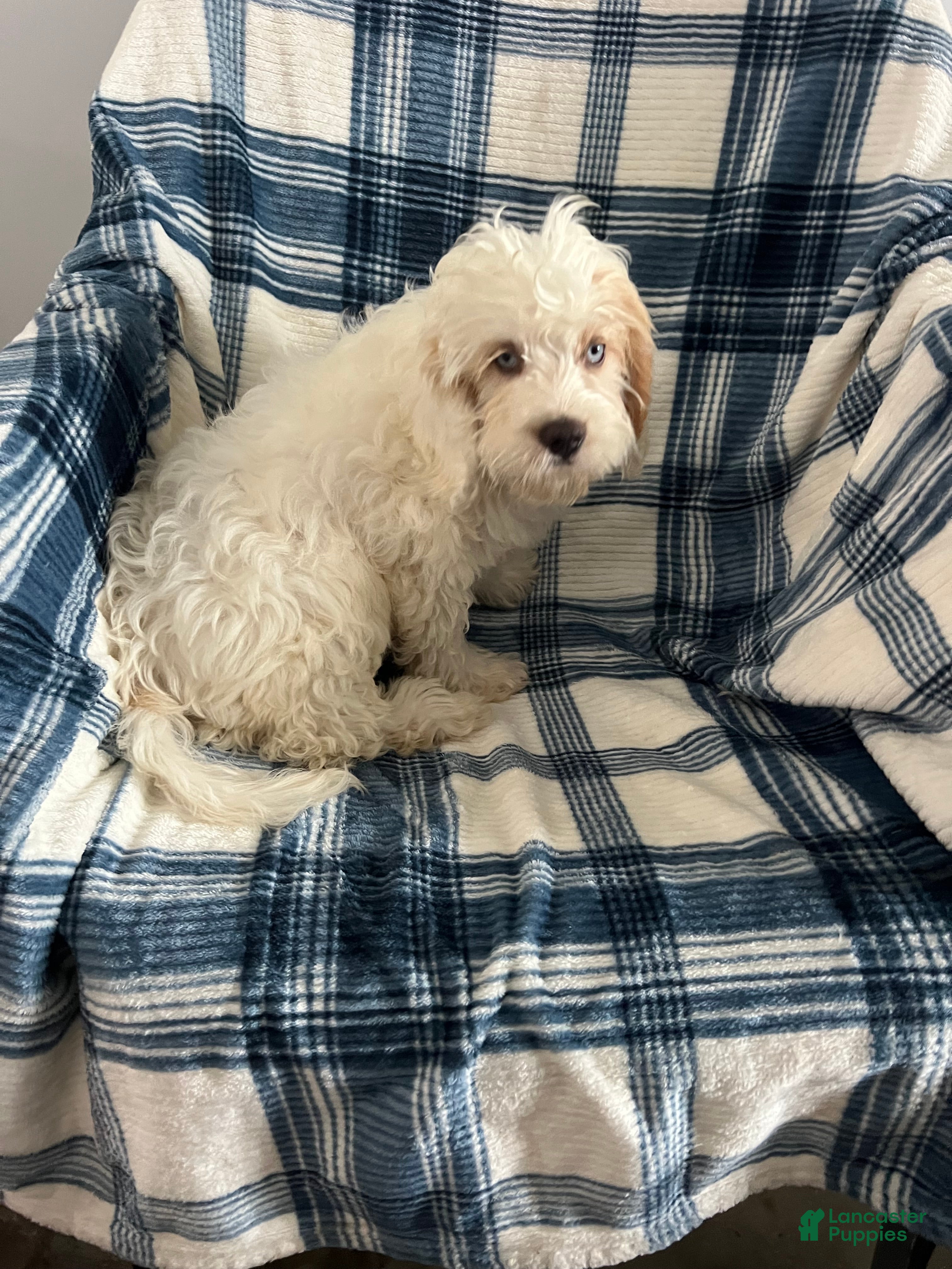 Cavapoo dogs Scotty Boy-Cavapoo  - Ad 2
