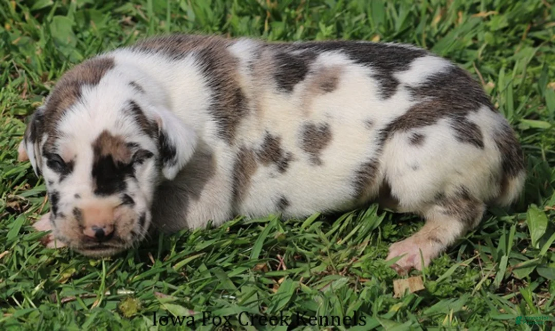 Great Dane dogs for sale: Maggie - Ad 2