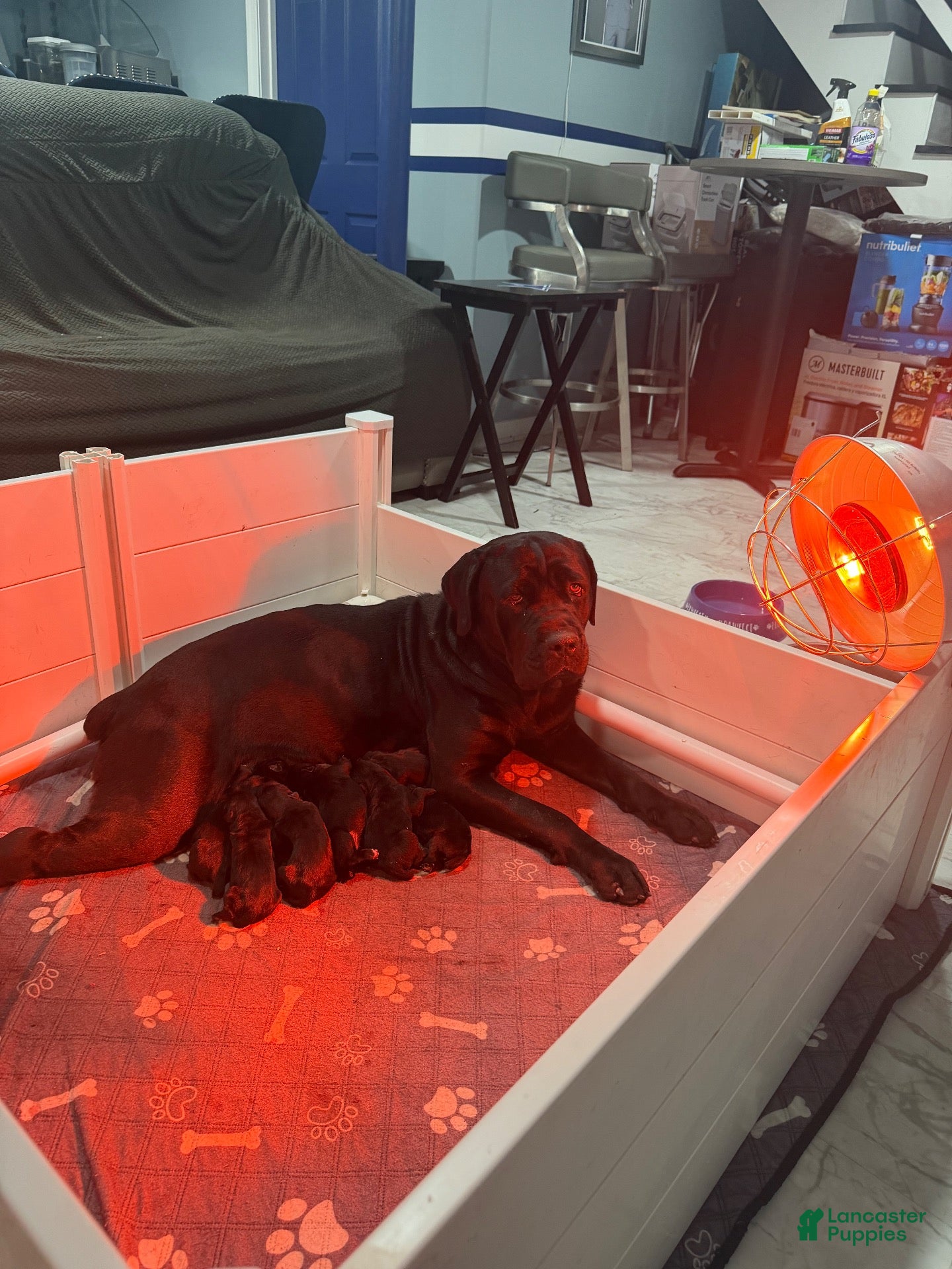 Cane Corso dogs Cane Corso 2 - Ad 2