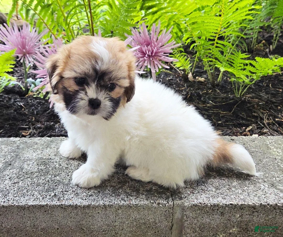Teddy Bear dogs for sale: Sheila - Ad 1
