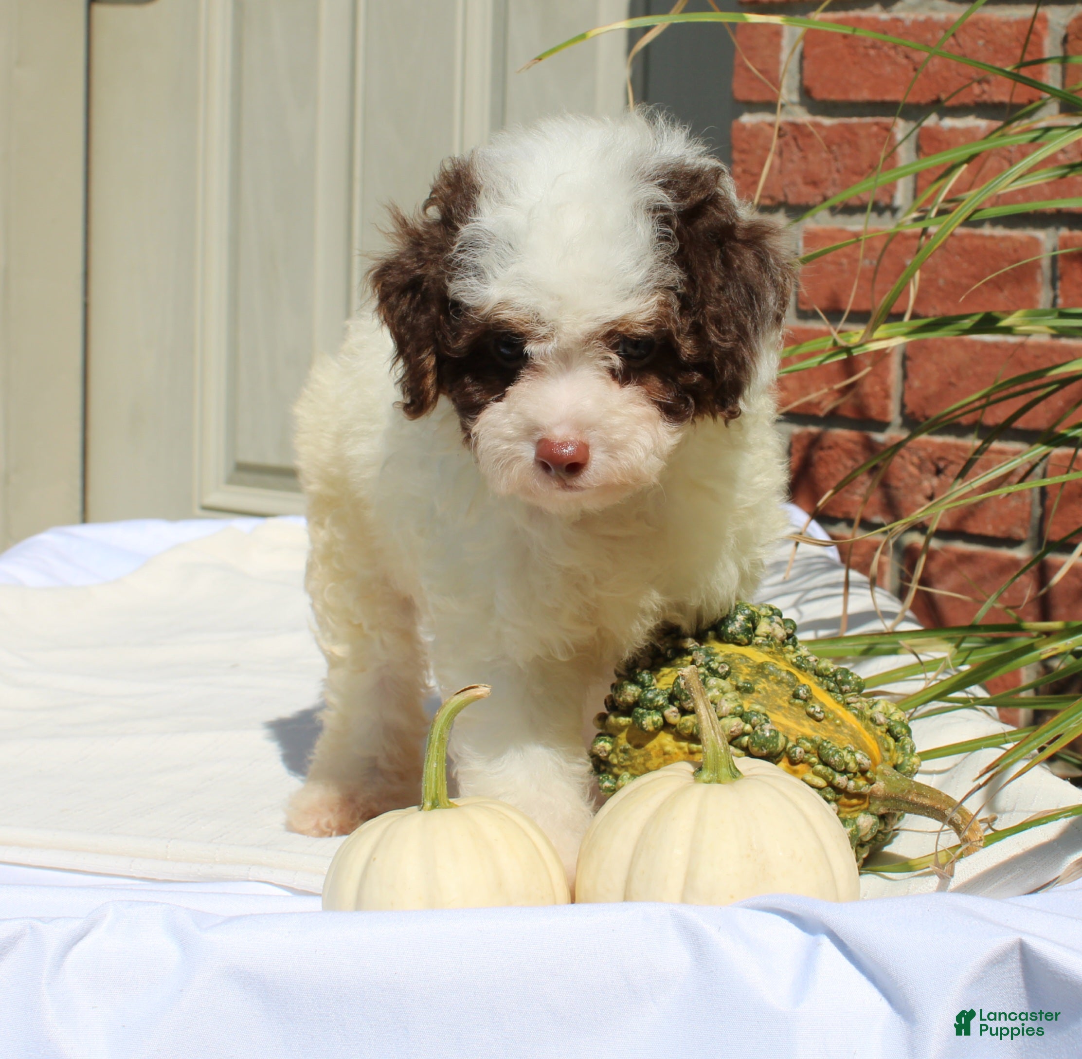 Miniature Poodle dogs Smokey - Ad 2
