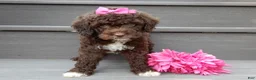 Cockapoo dogs for sale: Amie - Ad 3