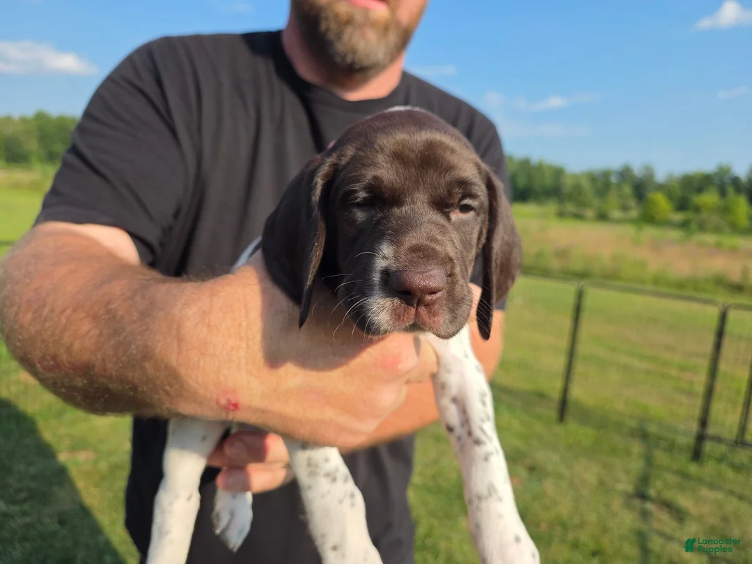 German Shorthaired Pointer dogs for sale: German Shorthaired Pointer (red collar) - Ad 10
