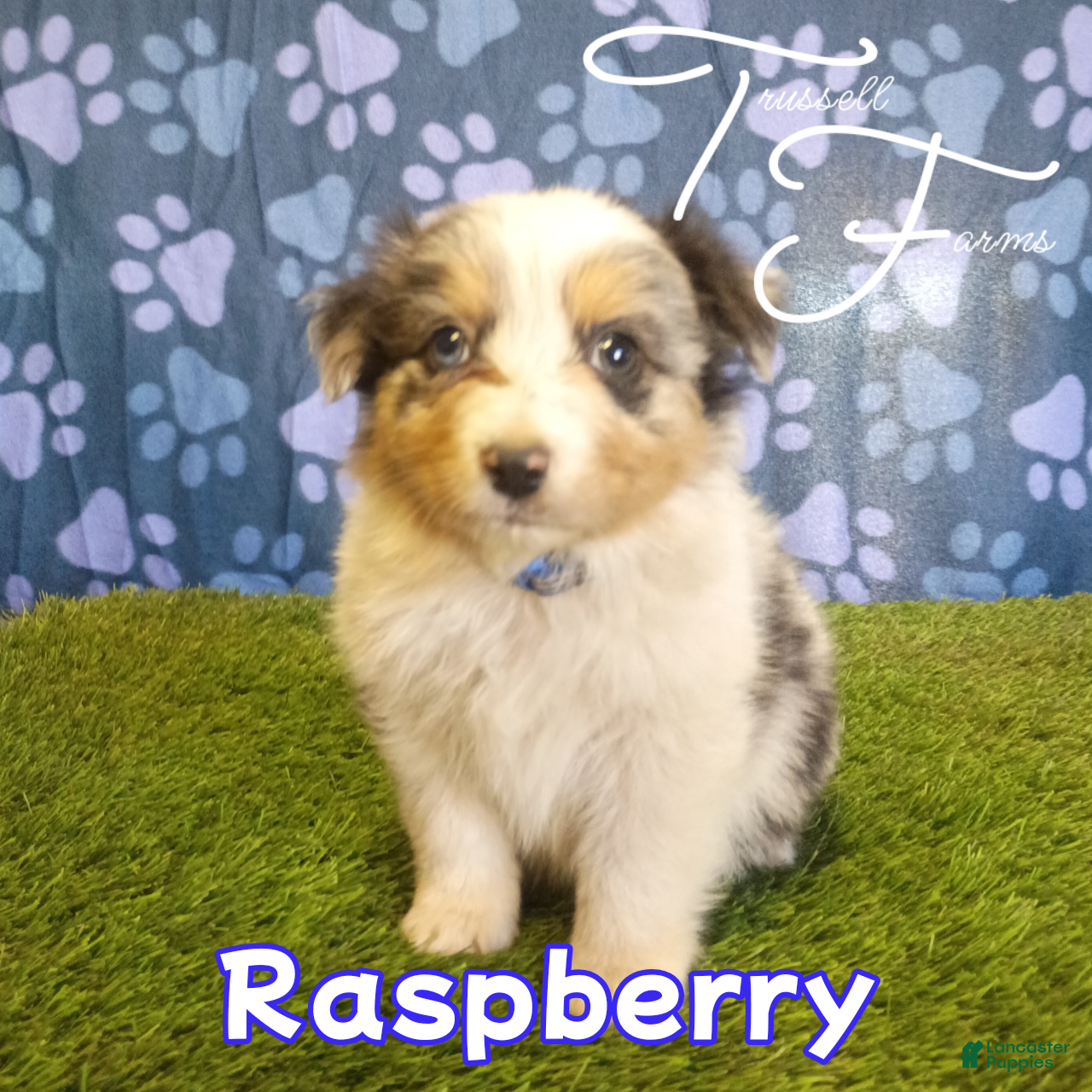 Australian Shepherd dogs Raspberry  - Ad 1