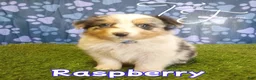 Australian Shepherd dogs for sale: Raspberry  - Ad 1