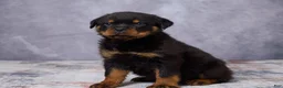 Rottweiler dogs for sale: Avery - Ad 3