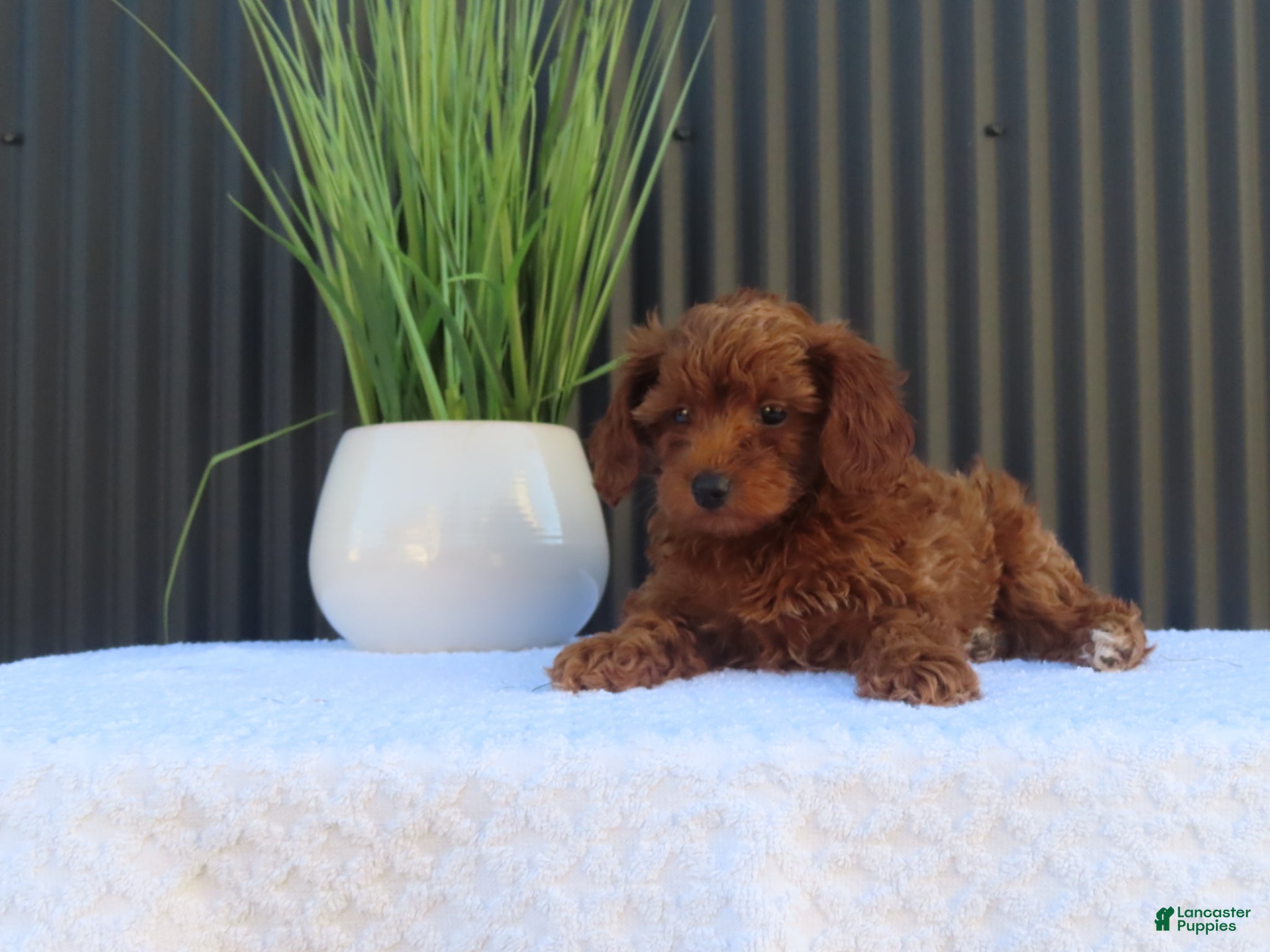 Toy Poodle dogs for sale: Billy - Ad 3