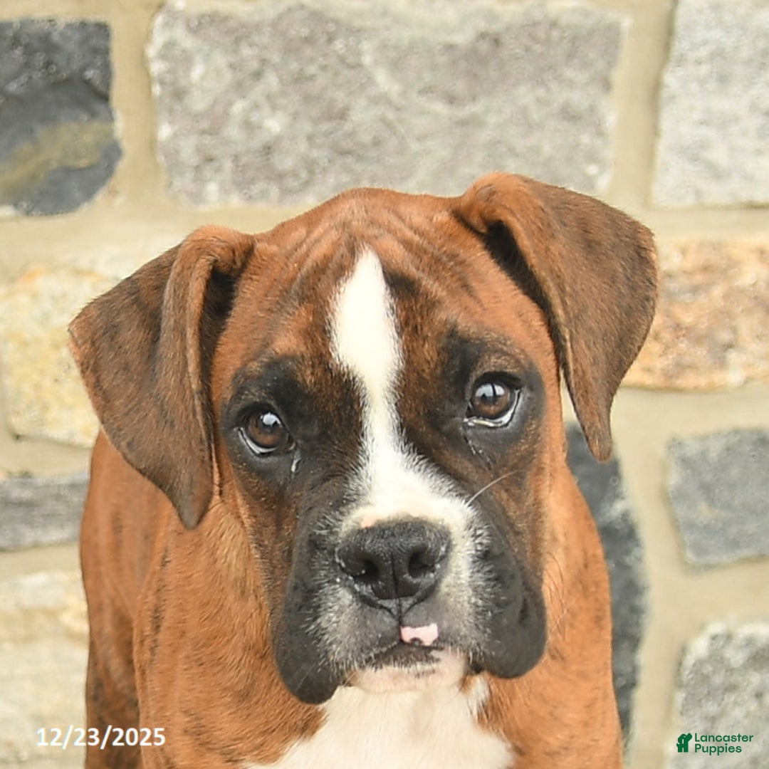 Boxer dogs for sale: Hunter  - Ad 5