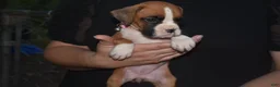 Boxer dogs for sale: ROSE BUD - Ad 5