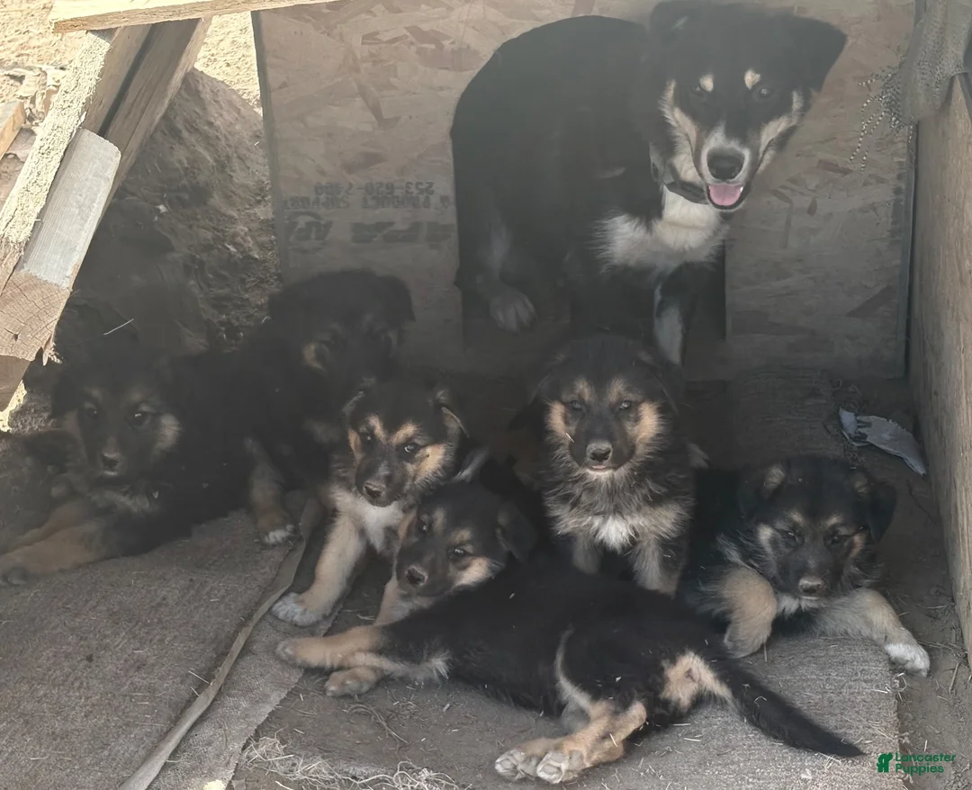 Mixed Breed dogs for sale: Mixed Breed 2 - Ad 5