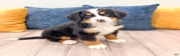 Bernese Mountain Dog dogs for sale: Jordan - Ad 8