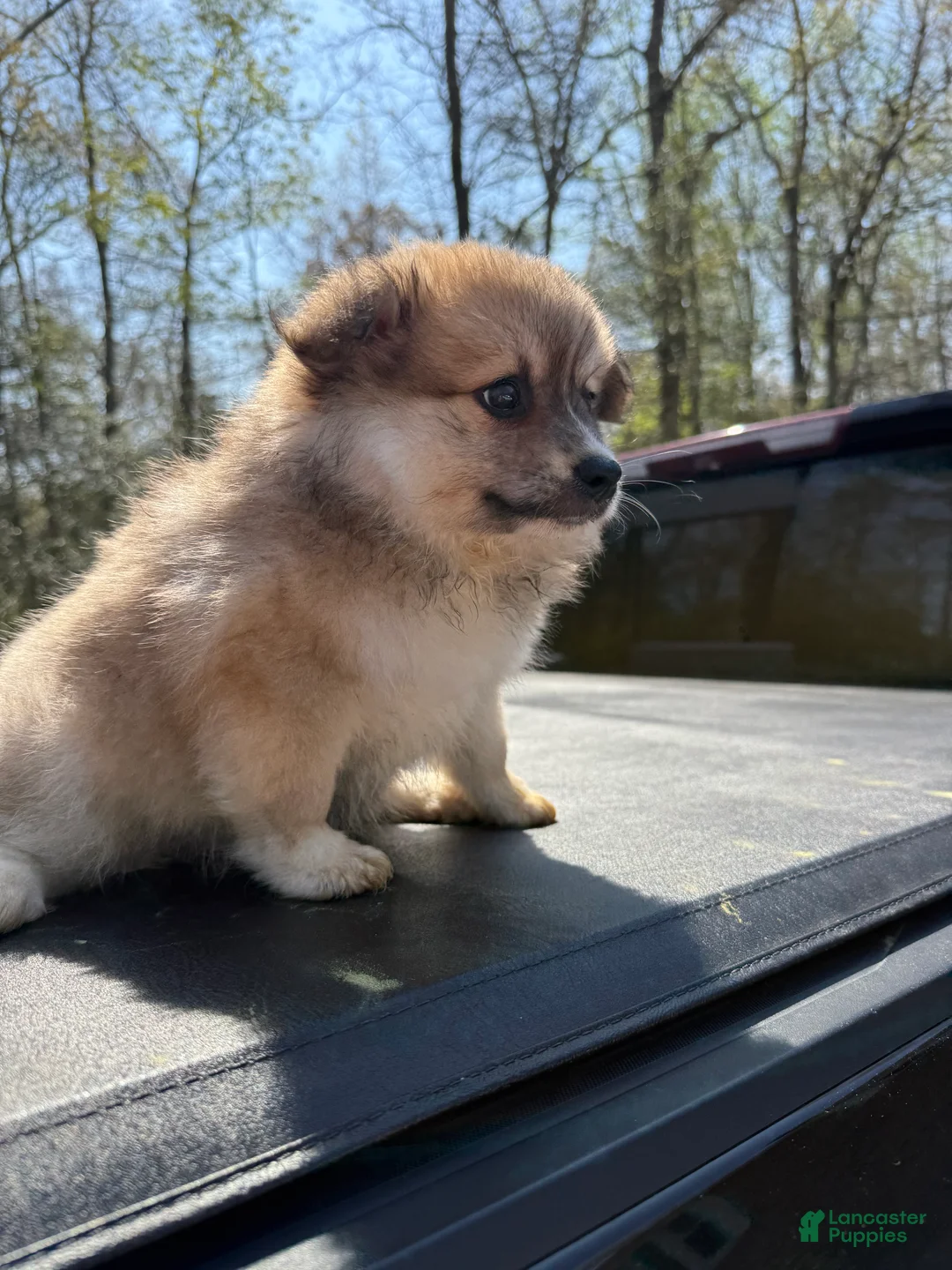 Pomeranian dogs for sale: Pomeranian Puppy 2 - Ad 2