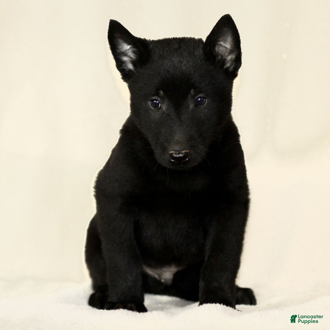 Belgian Malinois dogs for sale: Collin  - Ad 2