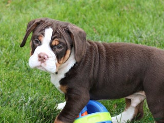 Mixed Breed dogs - Ad 17