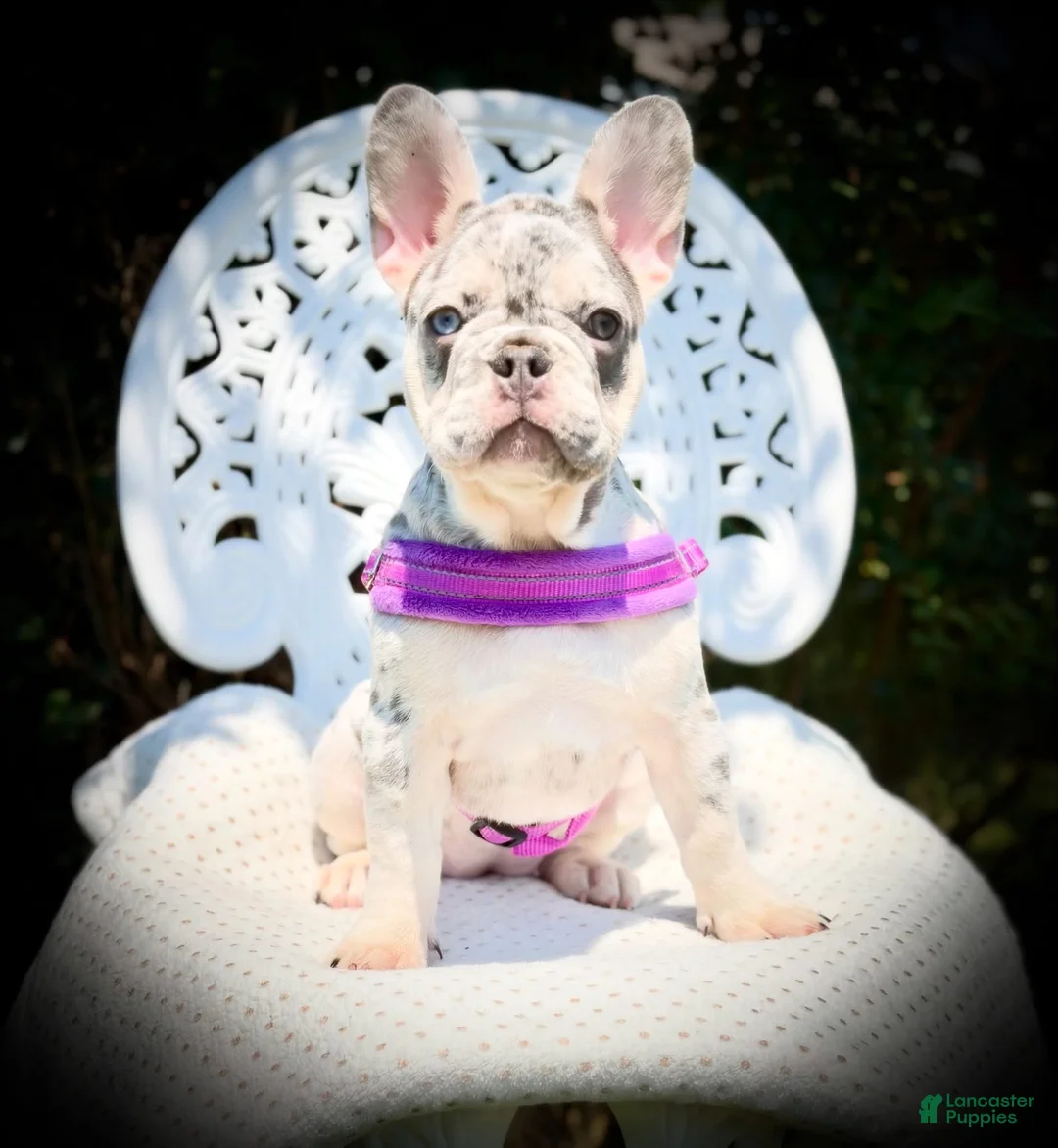 French Bulldog dogs for sale: Mona Lisa  - Ad 2