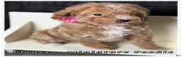 Miniature Poodle dogs for sale: Prince - Ad 4