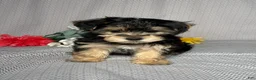 Yochon dogs for sale: Easton - Ad 1