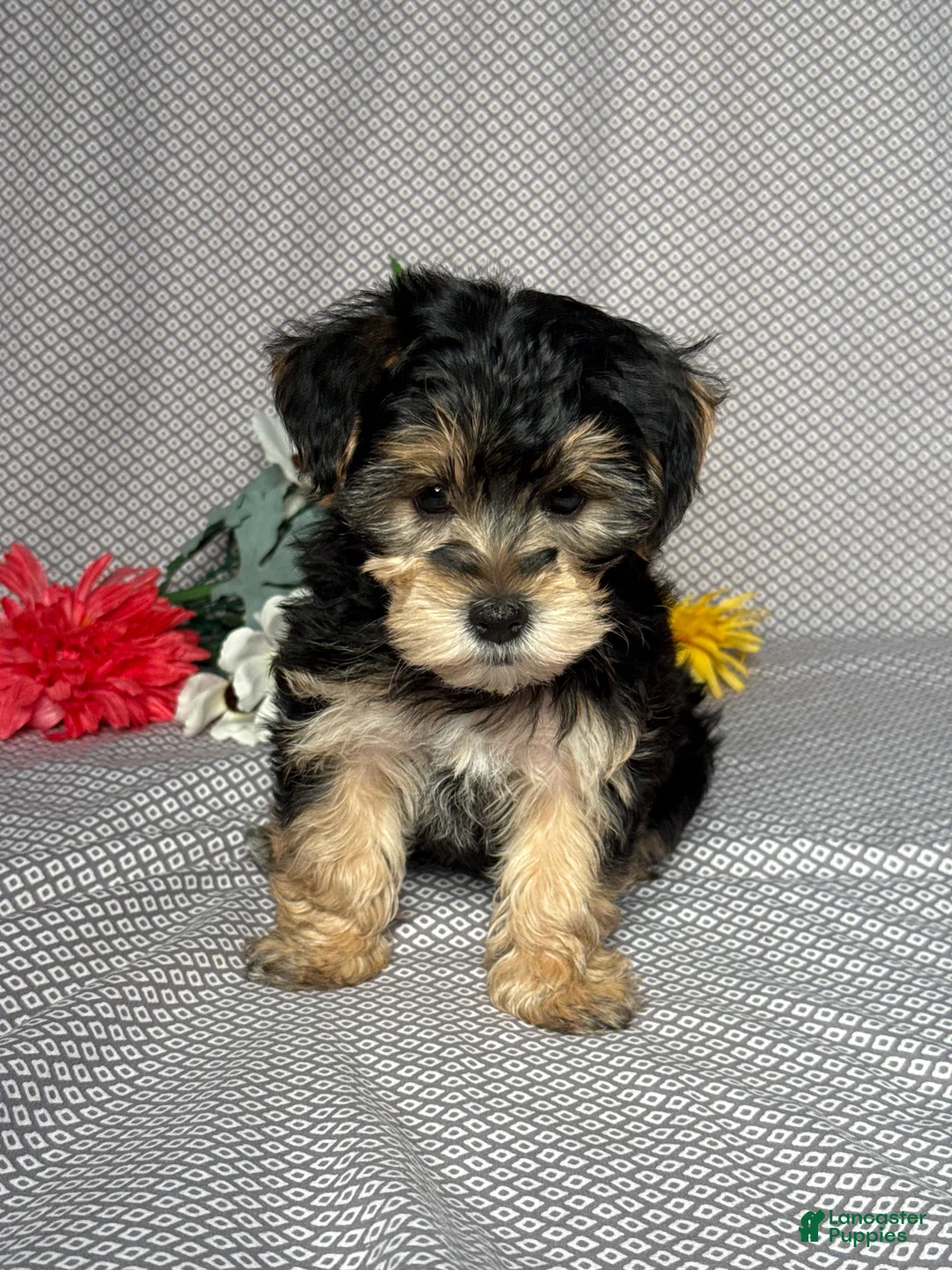 Yochon dogs for sale: Easton - Ad 1