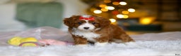Cavapoo dogs for sale: Holly - Ad 9