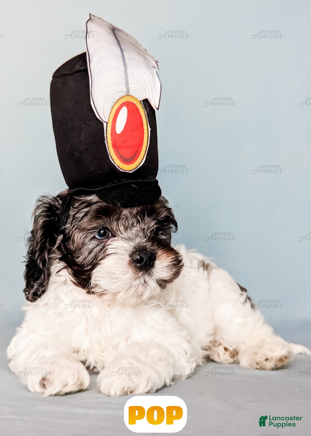 Cockapoo dogs for sale: Pop - Ad 6