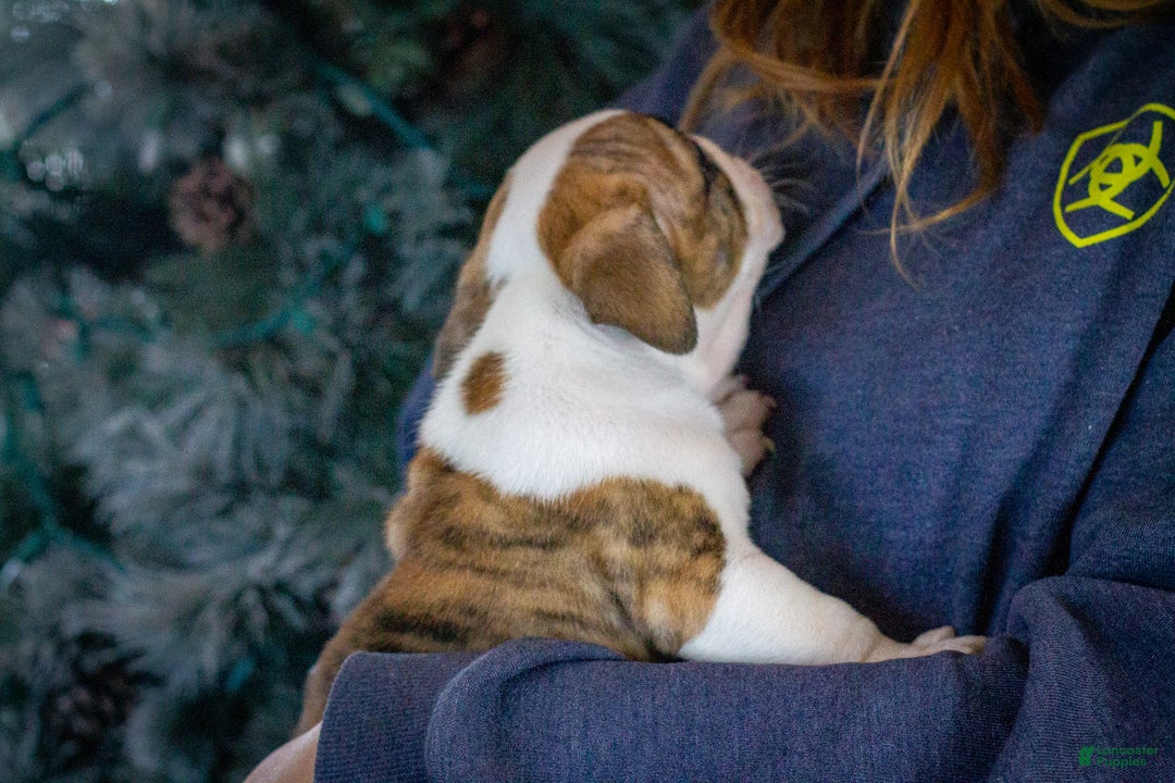 English Bulldog dogs for sale: Charlie  - Ad 2