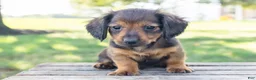 Miniature Dachshund dogs for sale: Tootsie - Ad 12