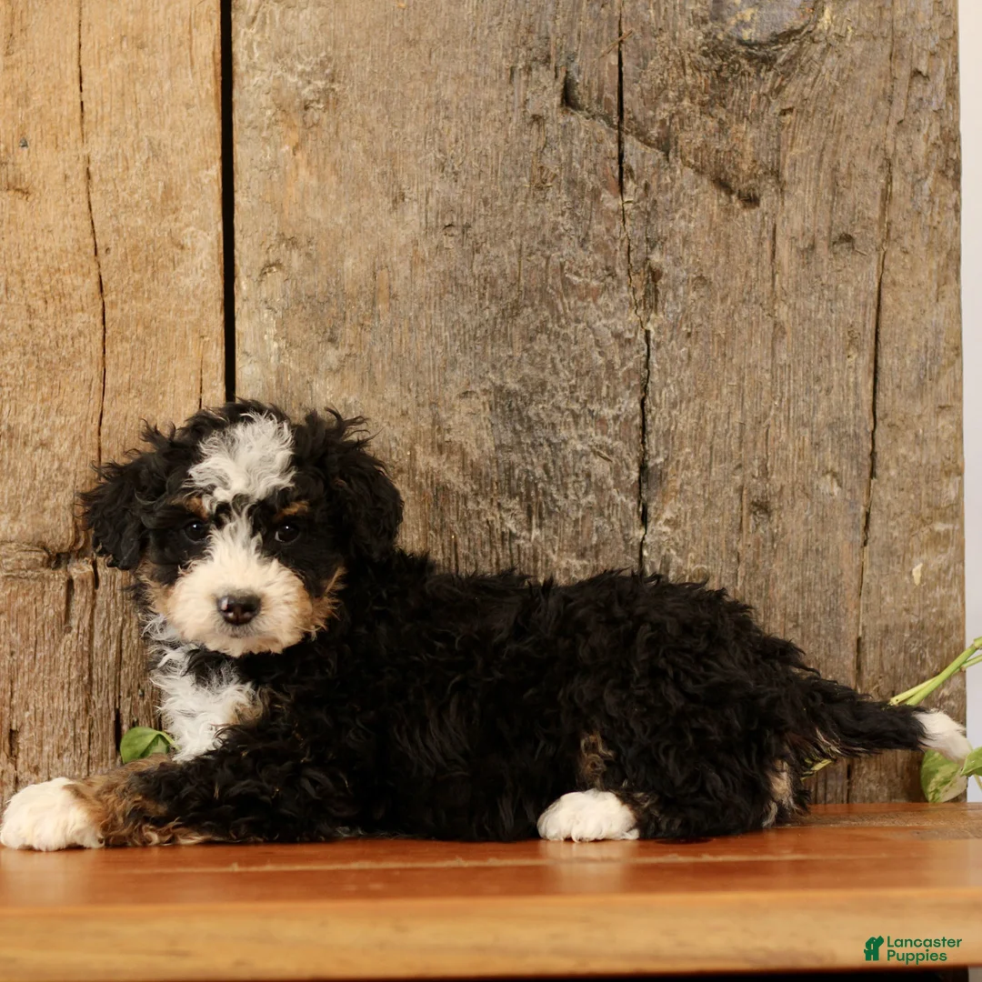 Mini Bernedoodle dogs for sale: King  - Ad 3