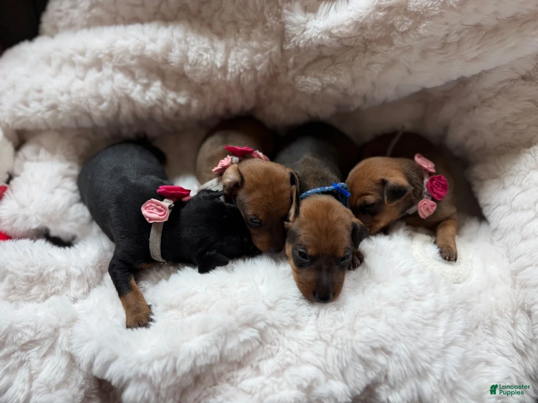 Miniature Pinscher dogs for sale: Miniature Pinscher 3 - Ad 8